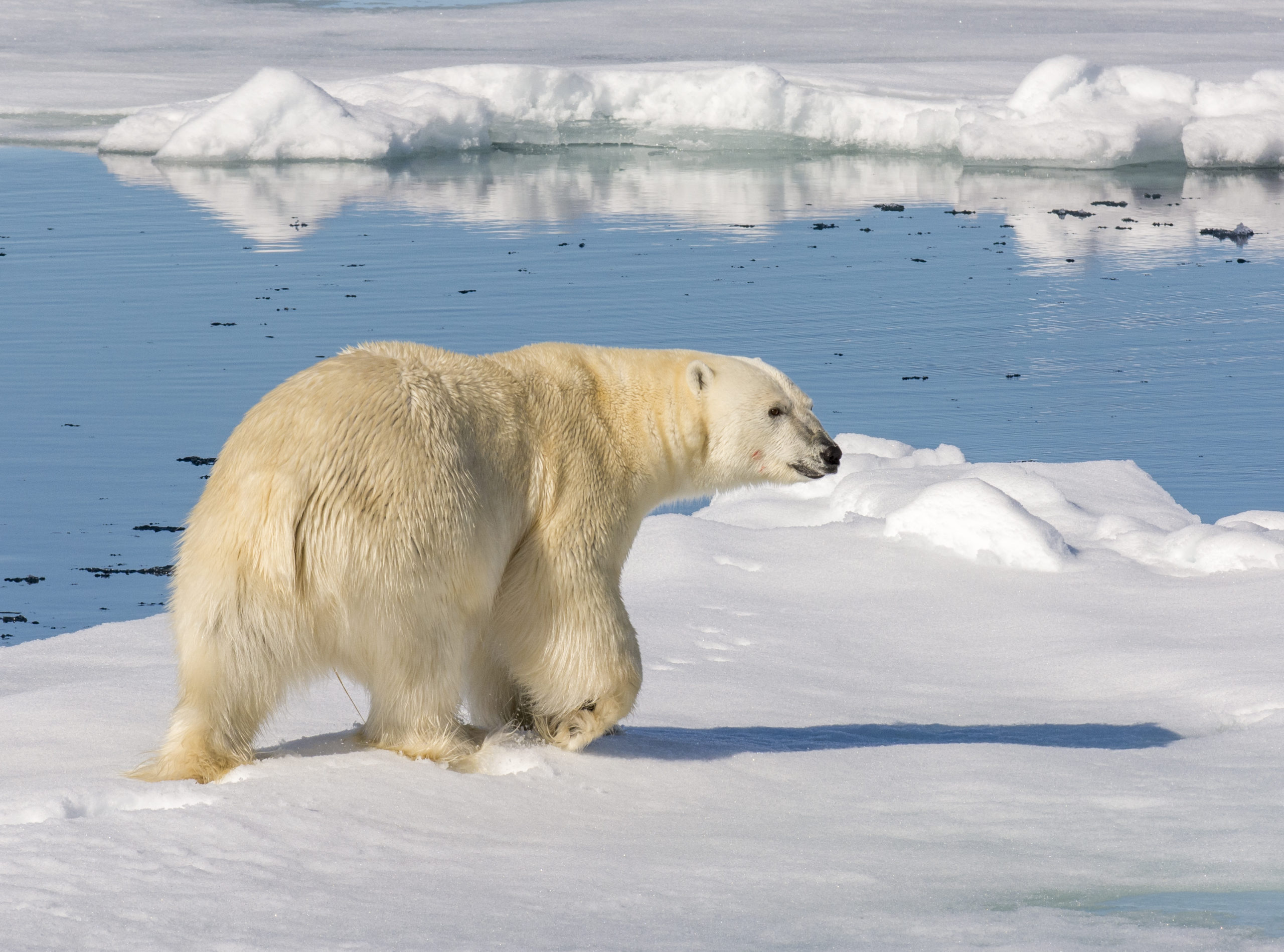 Protection of Polar Bears – The Karine Blatter Arctic Fund – there-for ...